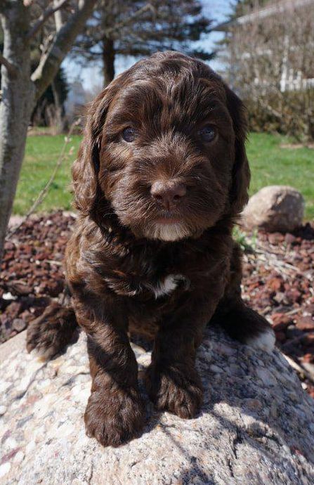 Bainbridge Labradoodles in Michigan | Find your Australian Labradoodle Puppy | Good Dog Doodle Dog Breeds, Labradoodle Breeders, Australian Labradoodles, Chocolate Labradoodle, Australian Labradoodle Puppies, Crockett Doodles, Labradoodle Puppies, Doodle Dogs, Cute Chocolate