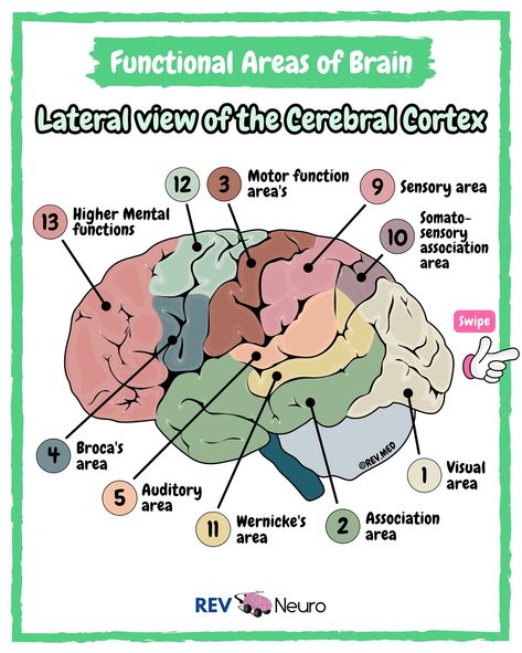 Use your brain with the questions on the last slide and comment your answers below! 🧠⤵️ Functional Areas of the Brain and lot more coming your way if you follow the page here 👉🏼 @rev.neuro See Neuroanatomy content in your feed! ✅ Overview Cerebral cortex is a sheet of neural tissue that is outermost to the cerebrum of the mammalian brain. The cortex has been divided into four lobes using certain consistently present sulci as landmarks. These lobes are named after the overlying cranial bo... Functional Areas Of The Brain, Brain Lobes And Functions, Lobes Of The Brain, Brain Lobes, What Is Intelligence, Areas Of The Brain, Brain Diagram, Use Your Brain, Brain Mapping