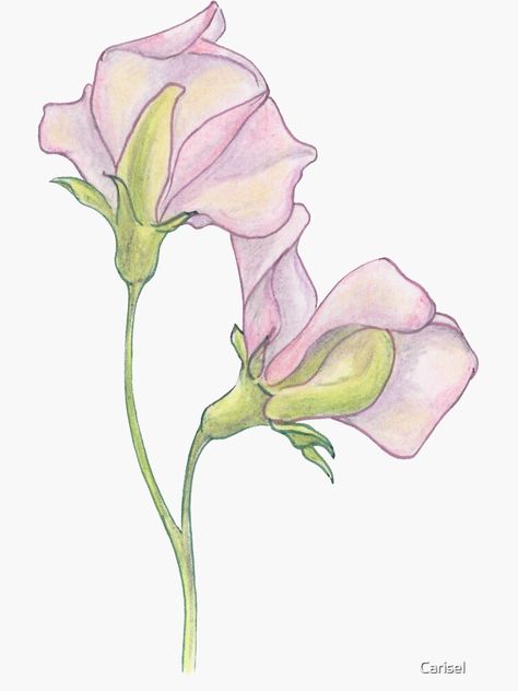 "Sweet Pea Flowers" Sticker for Sale by Carisel | Redbubble Daisy And Sweet Pea Drawing, Flower Pedals, April Birth Flower, Sweet Pea Flowers, Family Flowers, April Flowers, Butterfly Pea Flower, Pea Flower, Watercolor Paintings Easy