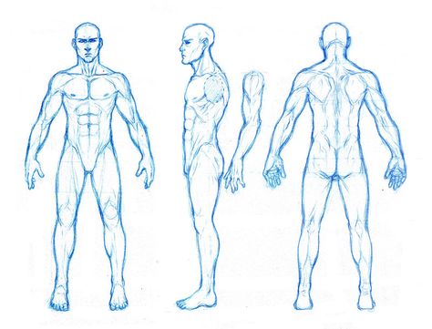 thought this might help out some peeps not perfectly realistic anatomy, but kinda the proportions i use enjoy -download for large view Anna Cattish, Male Figure Drawing, Male Anatomy, Man Anatomy, Character Design Cartoon, Princess Merida, Human Anatomy Drawing, Human Figure Drawing, Anatomy Sketches