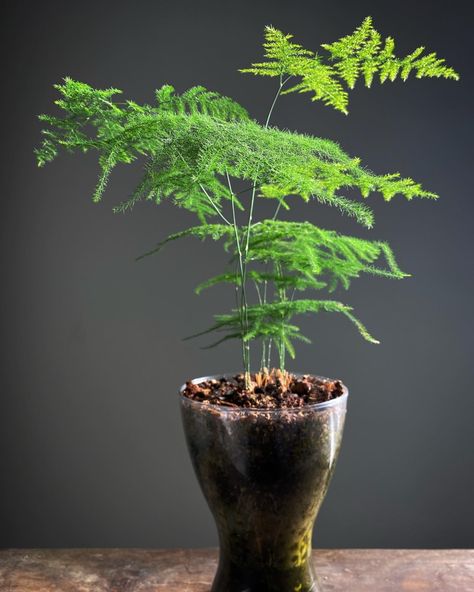 Asparagus Fern Container Ideas, Asparagus Fern Care, Fern Varieties, Anthurium Care, Fern Plants, Asparagus Plant, Ferns Care, Indoor Oasis, Indoor Plant Wall