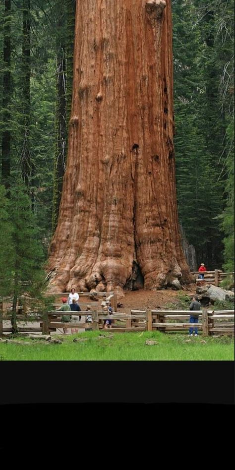 Spiritual Architecture, General Sherman Tree, Sequoiadendron Giganteum, General Sherman, Giant Sequoia Trees, Giant Sequoia, Weird Trees, Sequoia Tree, Matka Natura