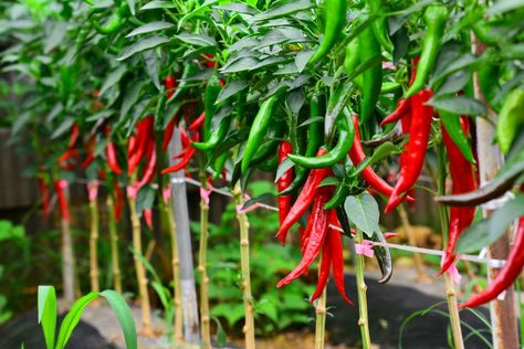 Growing Chili Pepper Growing Chili Peppers, Terrace Gardening, Chilli Seeds, Dried Peppers, Pepper Plants, Seed Germination, Vegetable Seeds, Soil Layers, Green Fruit