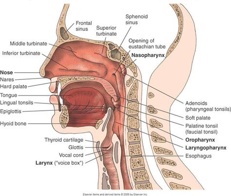 Upper Respiratory Tract Respiratory System Anatomy, Anatomy Head, Tonsils And Adenoids, Human Respiratory System, The Respiratory System, Anatomy Physiology, Nasal Cavity, Respiratory Care, Respiratory Therapy