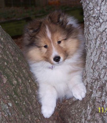 Shelties are the sweetest dogs Dogs Collage, Shetland Sheepdog Blue Merle, Sheltie Puppy, Shetland Sheepdog Puppies, Sheep Dogs, Sheltie Dogs, Shetland Sheep, Herding Dogs, Shetland Sheepdog