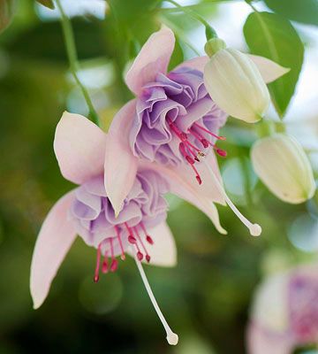 Fuchsia -Blush of Dawn Fuchsia Plant, Flower Bonsai, Attract Hummingbirds, نباتات منزلية, Fuchsia Flower, Potted Flowers, Perennial Flowers, Fuchsia Flowers, Organic Vegetable Garden