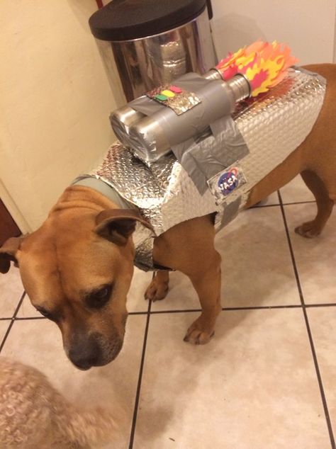 The Best Homemade Dog Halloween Costumes - Crafty Morning Dog Helmet, Dog Astronaut, Meme Costume, Astronaut Costume, Diy Dog Costumes, Pet Halloween Costumes, Animal Costumes, Dog Halloween Costumes, Dog Hacks