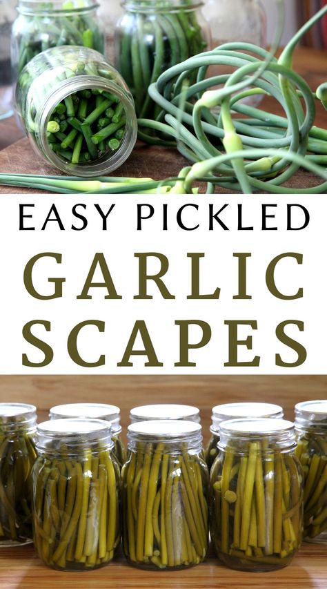 Garlic Preservation, Pickled Garlic Scapes, Pickles Garlic, Pickling Brine, Preserving Garlic, Chow Chow Recipe, Chow Recipe, Food Canning, Pickle Recipes