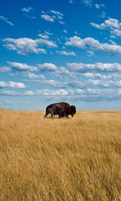 Buffalo On Prairie, Great Plains, South Dakota Great Plains Aesthetic, Plains Aesthetic, Magician Tattoo, Oklahoma Mountains, Wyoming Wildlife, Kansas Landscape, Bison Silhouette, Prairie Aesthetic, Montana Aesthetic