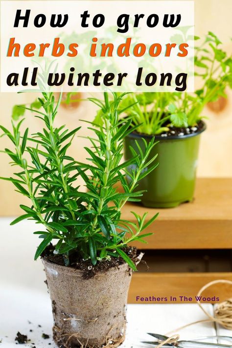 Grow Herbs Indoors, Growing Herbs In Pots, How To Grow Herbs, Growing Herbs Indoors, Growing Rosemary, Medicinal Herbs Garden, Grow Herbs, Herb Garden In Kitchen, Growing Basil