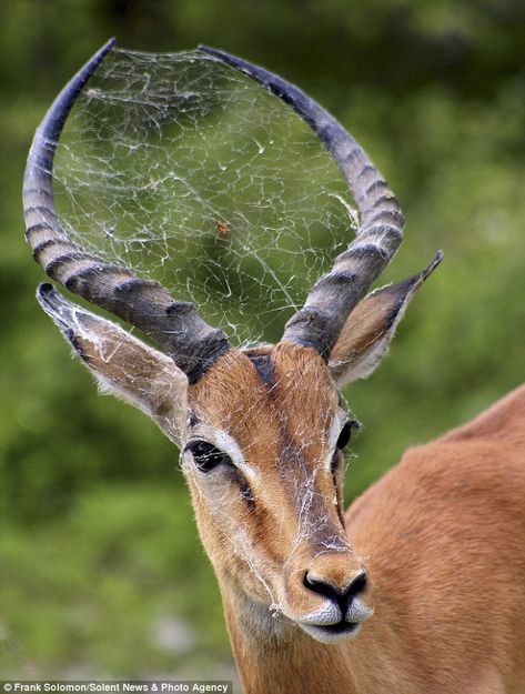 Funny Animal Photos, Mule Deer, Manx, Pictures Of The Week, 웃긴 사진, Animal Photo, Nature Animals, 귀여운 동물, Spider Web