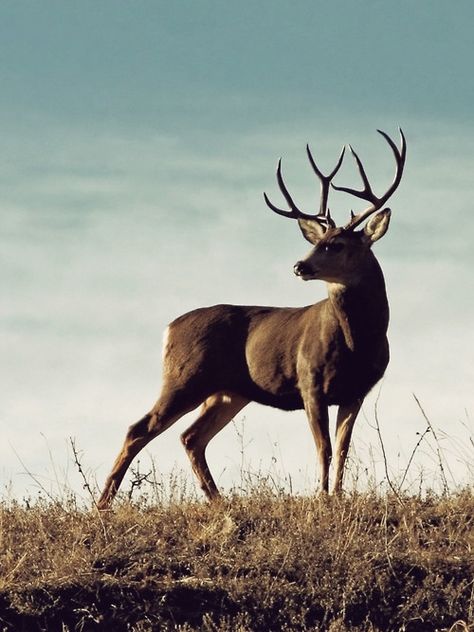 Horns Mule Deer Buck, Regnul Animal, Deer Family, Mule Deer, Manx, A Deer, Whitetail Deer, Doberman Pinscher, Animal Photo