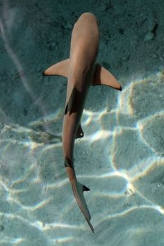 Shark Swimming, Swimming, Tumblr, Water