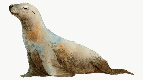 Seal Watercolor, Seal Cartoon, Lion Watercolor, Great Whale, Underwater Plants, Sea Mammal, Sea Otters, Watercolor Whale, Watercolor Fish