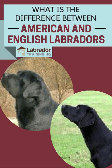 English Black Lab, Labrador Nero, American Labrador, Labrador Training, Labrador Retriever Training, Labrador Facts, Labrador Noir, English Lab, English Labrador