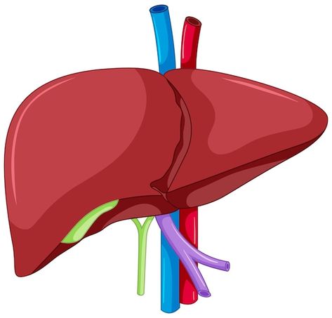 Human Liver Anatomy, Blood Vessels Anatomy, Body Anatomy Organs, Anatomy Of Human, Human Ribs, Liver Anatomy, Anatomy Education, Anatomy Flashcards, Lung Anatomy