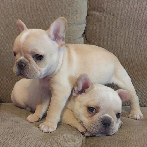 H I P P O & P E T U N I A Regram of @hippoandpetunia . #frenchbulldog… Puppies Bulldog, French Bulldog Funny, Curiosity Killed The Cat, Bulldog Puppies For Sale, Love My Dog, English Bulldog Puppy, Cute French Bulldog, French Bulldog Puppy, French Bulldog Puppies