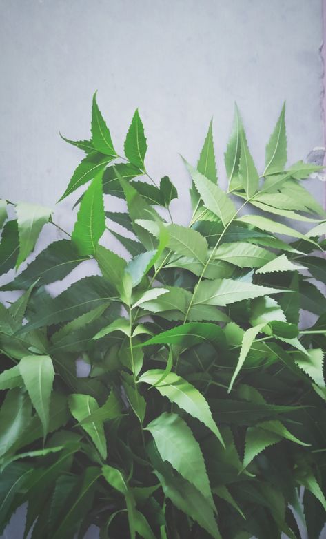 #aesthetics #neem #botanicalart Neem Plant, Neem Leaves, Neem Tree, Grow Plants, Plant Aesthetic, Growing Plants, Botanical Art, Aesthetic Photography, Plant Leaves