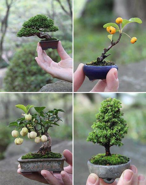 ~ Beautiful Japanese Mini Bonsai Tree's. ~   Tiny Perfection... Types Of Bonsai Trees, Taman Air, Mame Bonsai, Juniper Bonsai, نباتات منزلية, Plantas Bonsai, Mini Bonsai, Gardening Techniques, Bonsai Art