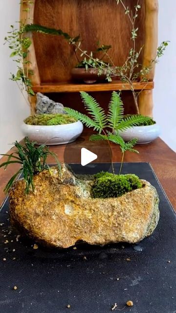 Bonsai Diy, Mini Bonsai, Bonsai Art, Into Art, Bonsai Tree, Bonsai, Rocky, Stone, Plants