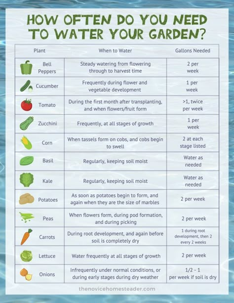 Small Beginner Garden Layout, Garden Watering Schedule, Medicinal Gardening, Water Garden Plants, When To Plant Vegetables, Vegetable Garden Planning, Vegetable Garden For Beginners, Homestead Gardens, Victory Garden