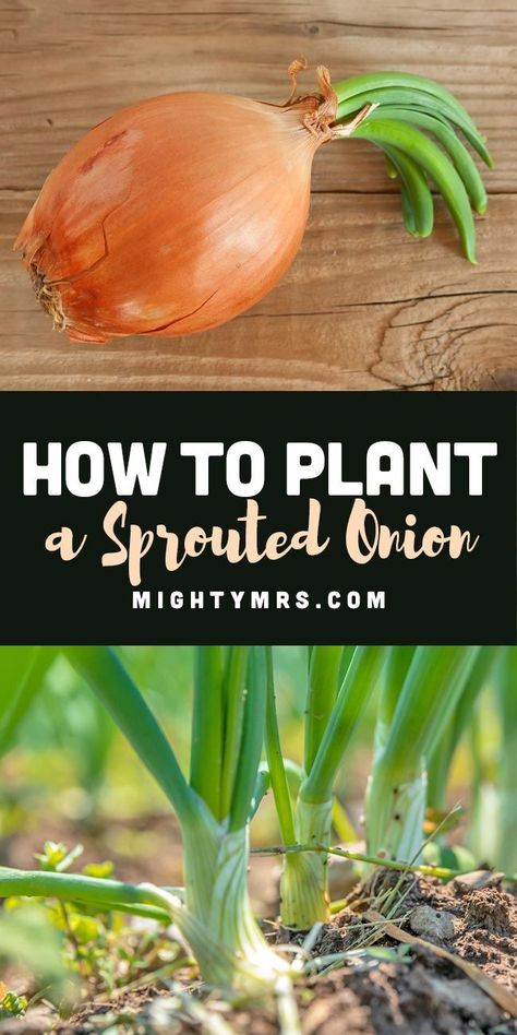 How to Plant a Sprouted Onion - Don't throw away those possibly rotten, sprouted onions. You can grow a new onion from that! In fact, usually 3 new onions. Find out how to get onion seedlings from a grocery store sprouted onion and how deep to plant, how to space them out, what they need to grow and how to harvest your onion bulbs to eat. Everything you need to know to get start growing onions in your garden from onions that have sprouted. Step-by-step. Easy enough for novice gardeners. Sprouted Onions, Onion Seedlings, Onion Garden, Green Onions Growing, Plantarea Legumelor, Onion Sprouts, Regrow Vegetables, Growing Onions, Onion Bulbs