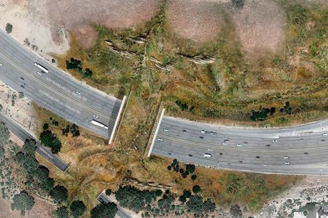 L.A. groundbreaking set for world’s largest wildlife crossing over 101 Fwy | KTLA Wildlife Crossing, Earth Day Video, Mountain Lions, Los Angeles Parks, Santa Monica Mountains, National Wildlife Federation, Nocturnal Animals, Mountain Lion, The Weather Channel