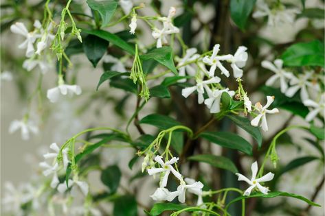 Star Jasmine, Trachelospermum jasminoides, Botanical Drinks, Plants With White Flowers, Climbers For Shade, Indian Jasmine, White Flowering Plants, Trachelospermum Jasminoides, Evergreen Vines, Star Jasmine, Front Garden Design