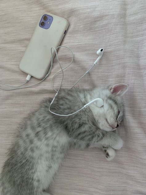 sleeping kitten listening to kusic with iphone earphones Cat With Earphones, Iphone Earphones, Sleeping Bunny, Sleeping Kitten, Silly Images, Air Pods, Music Aesthetic, Cat Sleeping, Sleeping Dogs