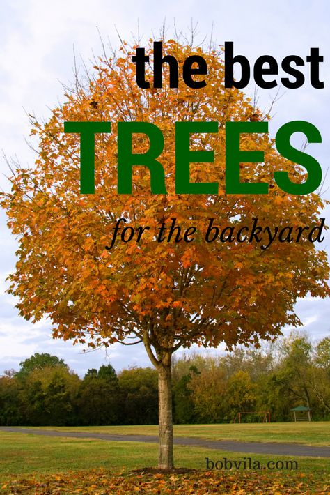 Trees For Front Yard, Backyard Trees, Landscaping Trees, Backyard Privacy, Fast Growing Trees, Diy Backyard Landscaping, Landscape Designs, Shade Trees, Garden Trees