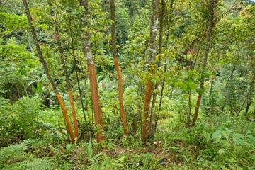 Cinnamon trees Cinnamon Tree, Spiced Drinks, Cinnamon Bark, Homemade Apple Pies, Tree Seeds, Peat Moss, Planting Herbs, Growing Food, Growing Tree