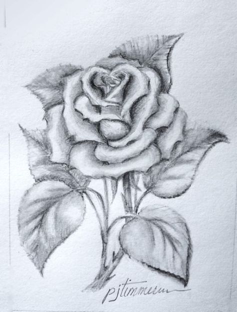 Pencil drawing - the rose: Drawings Of Roses, Pencil Drawing Tutorials, Drawing Faces, Rose Drawing, Flower Sketches, Roses Drawing, Plant Drawing, Drawing Pencil, Color Pencil Drawing