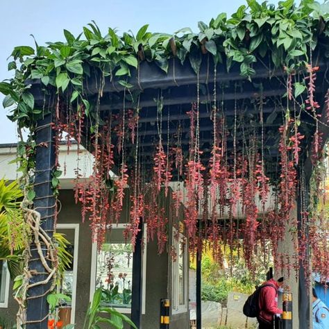 Indian or Mysore clock vine plants are so stunning and delightful when they are in bloom, with numerous pendulous flowers hanging from the stems. Flowering Creepers, Creepers Plants, Vine Plants, Indian Garden, Orchid Leaves, Flowers Hanging, Zen Garden Design, Backyard Garden Layout, Garden Vines