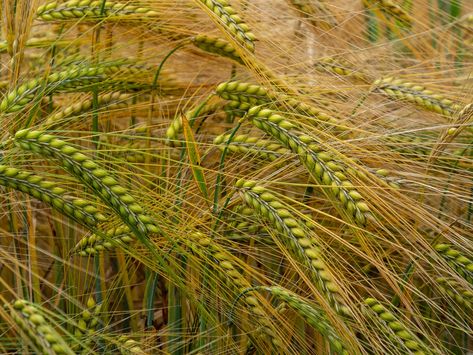 Rye Grain Ears Of Corn, #Grain, #Ears, #Corn, #Rye Rye Grain, Corn Grain, Ears Of Corn, East Sussex, Tri Fold, Rye, Free Pictures, Free Photo, Free Photos