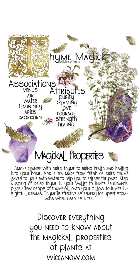 Spiritual Uses Of Thyme, Magical Properties Of Thyme, Thyme Properties Magic, Thyme Magical Properties, Hyssop Magical Properties, Thyme Properties, Thyme Magic, Uses For Thyme, Embalming Process