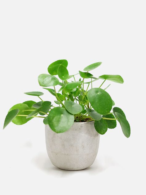 Also known as Pilea Peperomioides, the Chinese Money Plant is an eye-catching green beauty that has become one of the most loved plants in the world. Money Plant Decor, Water Plants Indoor, Money Plants, Feng Shui Plants, Indoor Oasis, Plants For Home, Pilea Peperomioides, Chinese Money Plant, Natural Beauty Diy