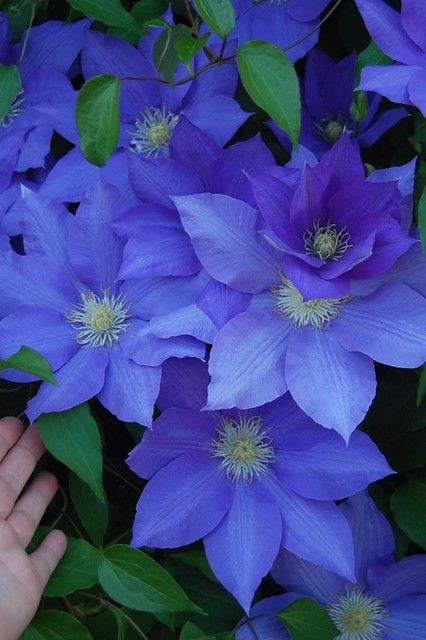 Clematis close up | close up of Clematis-large flowers | bnbgranger | Flickr Clematis Plants, Clematis Flower, Clematis Vine, Flower Landscape, Blue Garden, Flowers Beautiful, Exotic Flowers, Beautiful Blooms, Large Flowers