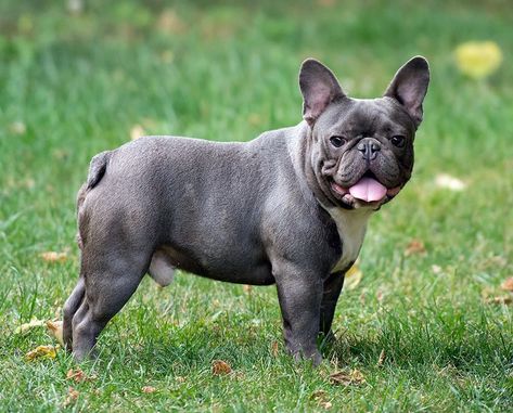 Loving Personality, Fawn French Bulldog, French Bulldog Breed, Bulldog Puppies For Sale, Dog Photoshoot, Dog Line, French Bulldog Dog, Most Popular Dog Breeds, Animals Dogs