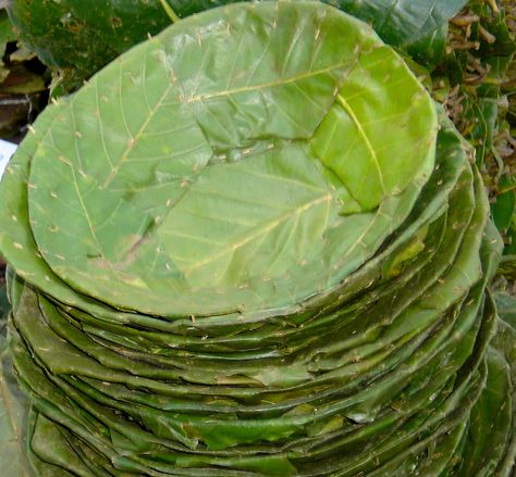 Taste of Nepal: Leaf Plates of Nepal (Tapari, Duna, Bota) Banana Leaf Plates, Vegetable Packaging, Banane Plantain, Rama Seca, Best Food Trucks, Leaf Plate, Trendy Food, Eco Packaging, Leaf Plates