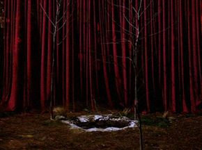 The entrance to the Black Lodge, surrounded by Sycamore Trees. *Twin Peaks Twin Peaks 2017, Twin Peaks 1990, Twin Peaks Art, White Lodge, Project Blue Book, Black Lodge, Laura Palmer, A Night At The Opera, Between Two Worlds