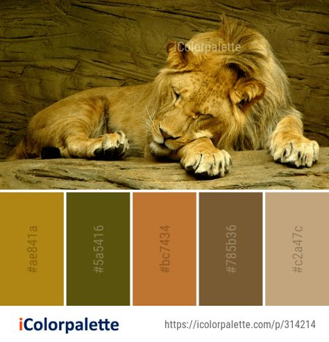 Color Palette Ideas from Wildlife Lion Mammal Image Crouched Animals, Blog Color Palette, Color Palette Ideas, Palette Ideas, Coloring Inspiration, A Lion, Big Cats, Yarn Dyeing, Color Palettes