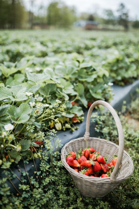 Strawberry Farm Aesthetic, Strawberry Field Aesthetic, Strawberry Garden Aesthetic, Fruit Garden Aesthetic, Strawberry Fields Aesthetic, Strawberries Aesthetic, Pick Strawberries, Picking Strawberries, Garden Board