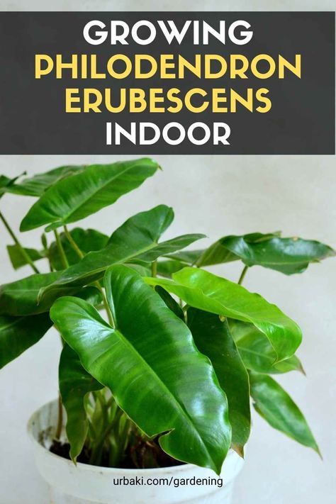 Philodendron Erubescens, Philodendron Care, Philodendron Plant, Plant Problems, Indoor Plant Care, House Plant Care, Plant Shelves, Garden Care, Growing Herbs