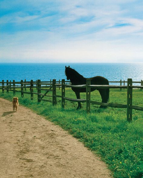 Ranch By The Ocean, Beach Farm Aesthetic, California Horse Ranch, California Ranch Aesthetic, Farm Near The Beach, Farm By The Sea, Farm On The Beach, Beach Ranch House, Malibu Aesthetic