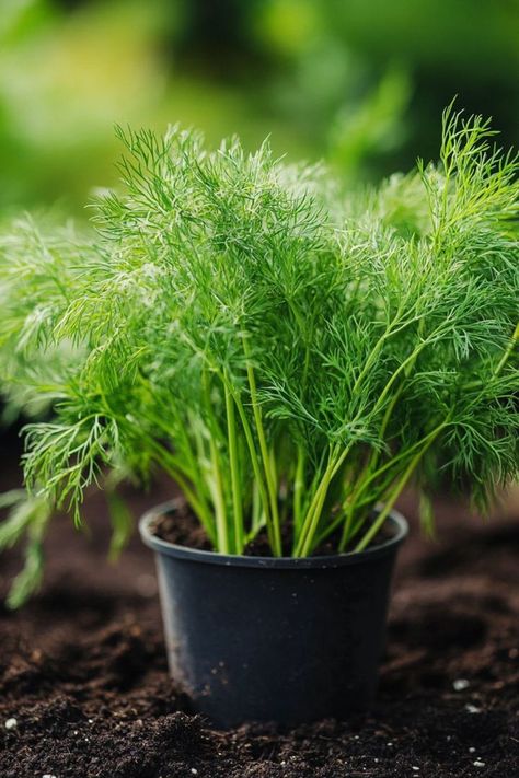 "🌿🌱 Dill is a delightful herb that adds a burst of fresh flavor and fragrance to a variety of dishes, from pickles to salads. With these simple tips, you'll learn how to cultivate healthy, thriving dill plants that enhance your culinary creations. Whether you're growing it in your garden or in containers, dill is a versatile and easy-to-grow herb that deserves a spot in your herb collection. 😋🍃 #HerbGarden #FlavorfulHerbs #GardenTips" Growing Dill, Dill Plant, Buttered Noodles Recipe, How To Grow Dill, Leftover Breakfast, Brunch Appetizers, Chicken Pie Recipe, Best Chinese Food, Delicious Seafood Recipes