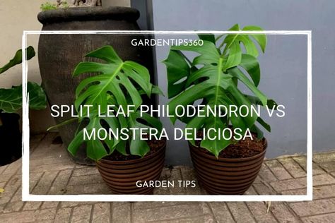 Split Leaf Philodendron Vs Monstera, Split Leaf Philodendron, Oxalic Acid, Apartment Plants, Philodendron Monstera, Monstera Plant, Monstera Deliciosa, Garden Tips, Monstera Leaf