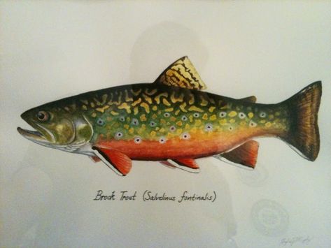 CATCH AND RELEASE: My first Brook Trout Painting Trout Pictures, Flyfishing Art, Trout Tattoo, Trout Painting, Trout Art, Nature Details, Fish Pictures, Fly Fishing Art, Fishing Art