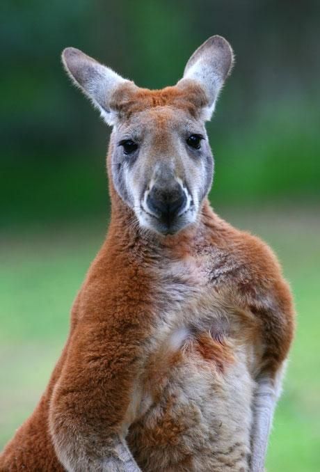 Animals | Zoos Victoria Sanctuary Animals, Kangaroo Craft, Kangaroo Illustration, Tree Kangaroo, Australian Mammals, Australian Fauna, Red Kangaroo, Tattoo Nature, Australia Animals