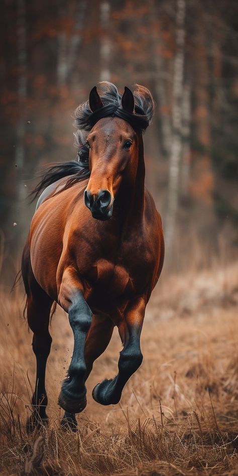 Wild Horses Photography Running, American Paint Horse Photography, Bay Horse Photography, Horses Background, Horse Background, Wildlife Wallpaper, Wild Horses Running, Horses Photography, Wild Horses Photography