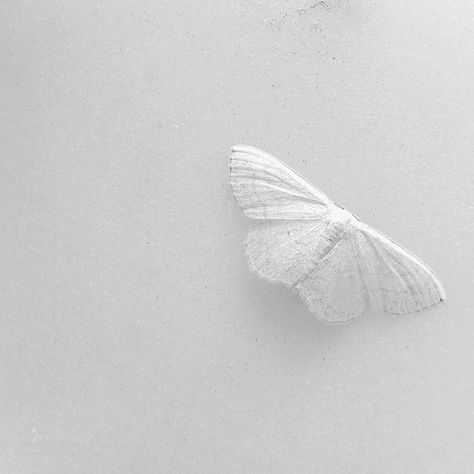 midnightmartinis:  a silent on the stone - by fiyvis Foto Art, Black And White Aesthetic, White Butterfly, Aesthetic Colors, Shades Of White, White Photo, White Wallpaper, White Wall, Find Beauty